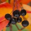 Black Chokeberry Bush (Aronia Melanocarpa ) - 1 Gallon Pot -Stylish Garden Plant Store aronia melanocarpa black chokeberry bush 8