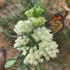 White Whorled Milkweed (Asclepias Verticillata) - 1 Gallon Pot -Stylish Garden Plant Store asclepias verticillata white whorled milkweed 6