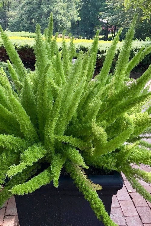 Foxtail Fern (Asparagus Densiflorus) - 3 Gallon Pot 9 Foxtail Fern (Asparagus Densiflorus) - 3 Gallon Pot - Image 7