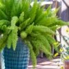 Foxtail Fern (Asparagus Densiflorus) - 3 Gallon Pot -Stylish Garden Plant Store asparagus aethiopicus foxtail fern 4