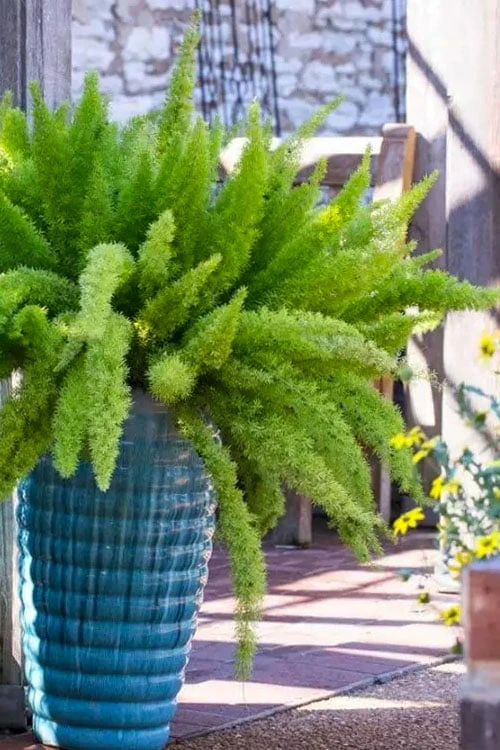 Foxtail Fern (Asparagus Densiflorus) - 3 Gallon Pot 3 Foxtail Fern (Asparagus Densiflorus) - 3 Gallon Pot