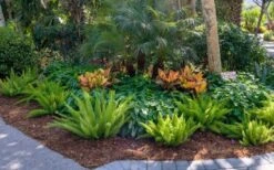 Foxtail Fern (Asparagus Densiflorus) - 3 Gallon Pot 13 Foxtail Fern (Asparagus Densiflorus) - 3 Gallon Pot -Stylish Garden Plant Store asparagus aethiopicus foxtail fern 5