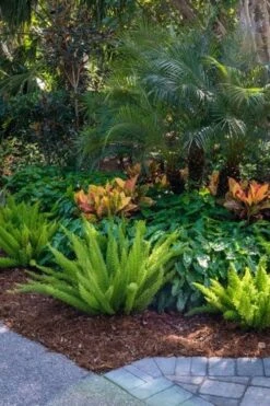 Foxtail Fern (Asparagus Densiflorus) - 3 Gallon Pot 15 Foxtail Fern (Asparagus Densiflorus) - 3 Gallon Pot -Stylish Garden Plant Store asparagus aethiopicus foxtail fern 6