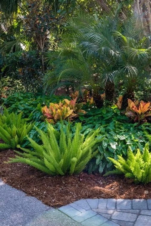 Foxtail Fern (Asparagus Densiflorus) - 3 Gallon Pot 8 Foxtail Fern (Asparagus Densiflorus) - 3 Gallon Pot - Image 6