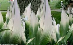 Snowcap Cast Iron Plant (Aspidistra Elatior 'Snowcap') - 3 Gallon Pot 11 Snowcap Cast Iron Plant (Aspidistra Elatior 'Snowcap') - 3 Gallon Pot -Stylish Garden Plant Store aspidistra elatior snow cap cast iron plant 2