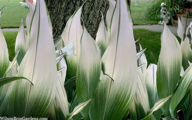 Snowcap Cast Iron Plant (Aspidistra Elatior 'Snowcap') - 3 Gallon Pot 6 Snowcap Cast Iron Plant (Aspidistra Elatior 'Snowcap') - 3 Gallon Pot - Image 4