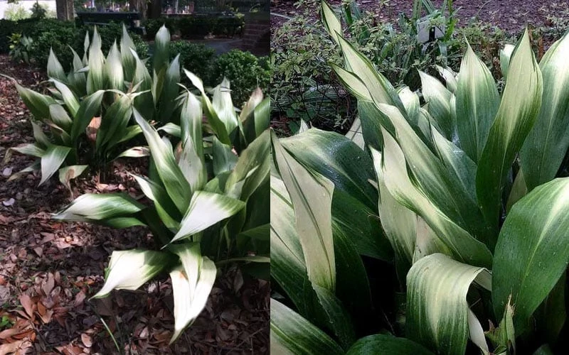 Snowcap Cast Iron Plant (Aspidistra Elatior 'Snowcap') - 3 Gallon Pot 8 Snowcap Cast Iron Plant (Aspidistra Elatior 'Snowcap') - 3 Gallon Pot - Image 6