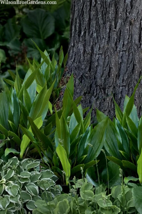 Tiny Tank Dwarf Cast Iron Plant - 3 Gallon Pot 7 Tiny Tank Dwarf Cast Iron Plant - 3 Gallon Pot - Image 5