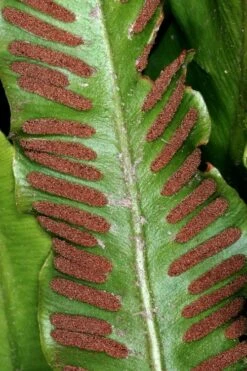 Hart's Tongue Fern (Asplenium Scolopendrium) - 1 Gallon Pot -Stylish Garden Plant Store asplenium scolopendrium harts tongue fern 2