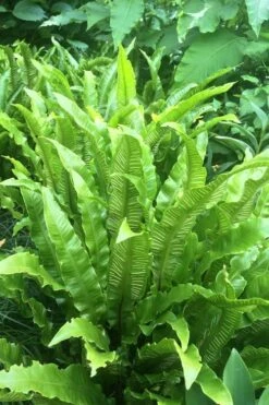 Hart's Tongue Fern (Asplenium Scolopendrium) - 1 Gallon Pot -Stylish Garden Plant Store asplenium scolopendrium harts tongue fern 3