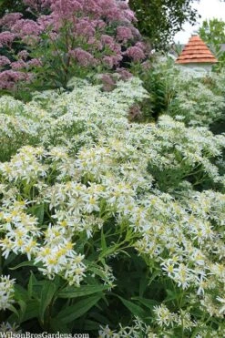 Parasol White Top Aster - 1 Gallon Pot -Stylish Garden Plant Store aster umbellatus parasol white top 10