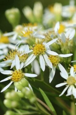 Parasol White Top Aster - 1 Gallon Pot -Stylish Garden Plant Store aster umbellatus parasol white top 11