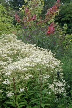 Parasol White Top Aster - 1 Gallon Pot -Stylish Garden Plant Store aster umbellatus parasol white top 2
