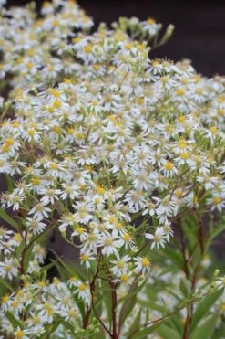 Parasol White Top Aster - 1 Gallon Pot -Stylish Garden Plant Store aster umbellatus parasol white top 3