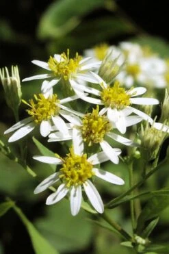Parasol White Top Aster - 1 Gallon Pot -Stylish Garden Plant Store aster umbellatus parasol white top 4