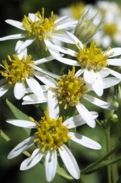 Parasol White Top Aster - 1 Gallon Pot -Stylish Garden Plant Store aster umbellatus parasol white top 5