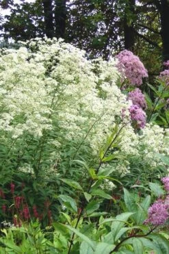 Parasol White Top Aster - 1 Gallon Pot