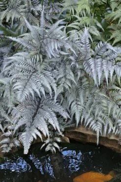 Japanese Painted Fern - 5 Pack Of Quart Pots -Stylish Garden Plant Store athyrium niponicum pictum japanese painted fern 101