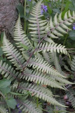 Japanese Painted Fern - 1 Gallon Pot -Stylish Garden Plant Store athyrium niponicum pictum japanese painted fern 103 1