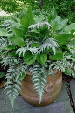 Japanese Painted Fern - 5 Pack Of Quart Pots -Stylish Garden Plant Store athyrium niponicum pictum japanese painted fern 104