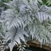 Japanese Painted Fern - 10 Count Flat Of Quart Pots -Stylish Garden Plant Store athyrium niponicum pictum japanese painted fern 105 1