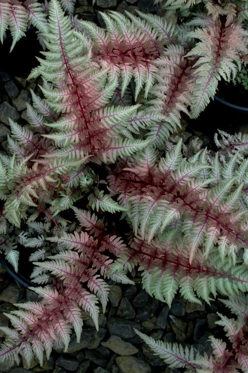 Regal Red Japanese Painted Fern - 6 Pack Of 1 Gallon Pots 3 Regal Red Japanese Painted Fern - 6 Pack Of 1 Gallon Pots
