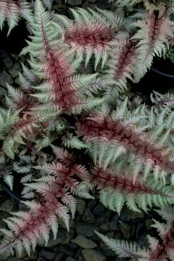 Regal Red Japanese Painted Fern - 3 Gallon Pot