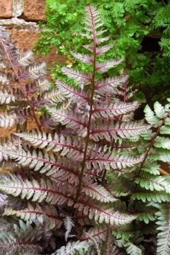 Regal Red Japanese Painted Fern - 5 Pack Of Quart Pots -Stylish Garden Plant Store athyrium pictum regal red japanese painted fern 11 2