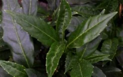 Dwarf Green Aucuba - Japanese Laurel - 1 Gallon Pot -Stylish Garden Plant Store aucuba dwarf green foliage