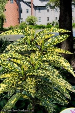 Hosoba Hoshifu Variegated Aucuba (Japanese Laurel) - 3 Gallon Pot -Stylish Garden Plant Store aucuba hosoba hoshifu11