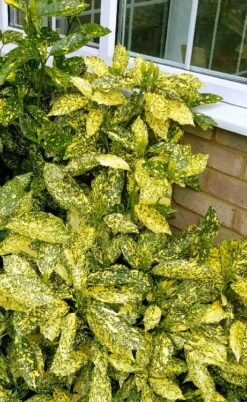 Golden King Aucuba (Male) - 3 Gallon Pot -Stylish Garden Plant Store aucuba japonica golden king japanese laurel 1