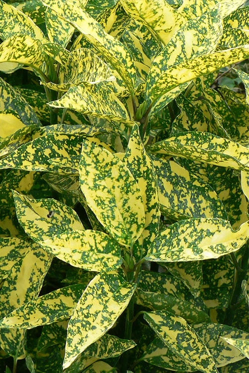 Marmorata Aucuba (Japanese Laurel) - 2.5 Gallon Pot 3 Marmorata Aucuba (Japanese Laurel) - 2.5 Gallon Pot