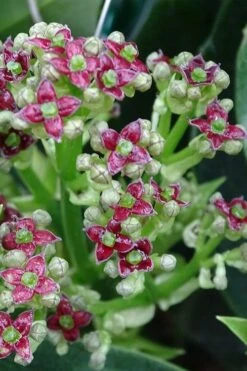 Rozannie Dwarf Aucuba (Japanese Laurel) - 3 Gallon Pot -Stylish Garden Plant Store aucuba japonica rozannie japanese laurel 1