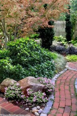 Rozannie Dwarf Aucuba (Japanese Laurel) - 3 Gallon Pot -Stylish Garden Plant Store aucuba japonica rozannie japanese laurel 12