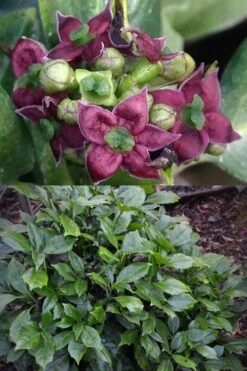 Rozannie Dwarf Aucuba (Japanese Laurel) - 3 Gallon Pot -Stylish Garden Plant Store aucuba japonica rozannie japanese laurel 13