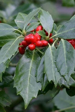 Rozannie Dwarf Aucuba (Japanese Laurel) - 3 Gallon Pot -Stylish Garden Plant Store aucuba japonica rozannie japanese laurel 6