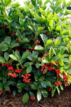 Rozannie Dwarf Aucuba (Japanese Laurel) - 3 Gallon Pot -Stylish Garden Plant Store aucuba japonica rozannie japanese laurel 8