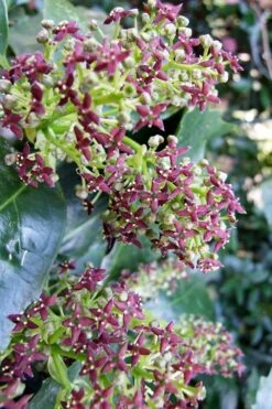 Rozannie Dwarf Aucuba (Japanese Laurel) - 3 Gallon Pot -Stylish Garden Plant Store aucuba japonica rozannie japanese laurel 9