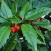 Sawtoothed Aucuba Serratifolia - 1 Gallon Pot -Stylish Garden Plant Store aucuba japonica serratifolia sawtoothed japanese laurel 20 1