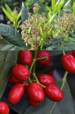 Sawtoothed Aucuba Serratifolia - 1 Gallon Pot -Stylish Garden Plant Store aucuba japonica serratifolia sawtoothed japanese laurel 21 1