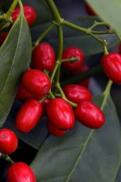 Sawtoothed Aucuba Serratifolia - 6 Pack Of 1 Gallon Pots -Stylish Garden Plant Store aucuba japonica serratifolia sawtoothed japanese laurel 23