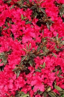 Arctic Rose Azalea - 3 Gallon Pot -Stylish Garden Plant Store azalea arctic rose 3