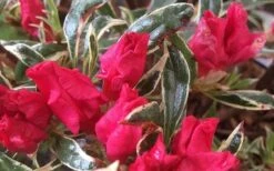 Arctic Rose Azalea - 3 Gallon Pot -Stylish Garden Plant Store azalea arctic rose 4