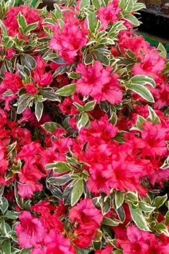 Arctic Rose Azalea - 3 Gallon Pot -Stylish Garden Plant Store azalea arctic rose 5