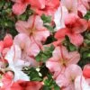 Astronaut Azalea - 3 Gallon Pot -Stylish Garden Plant Store azalea astronaut 1