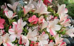 Astronaut Azalea - 3 Gallon Pot -Stylish Garden Plant Store azalea astronaut 3