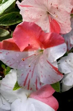 Astronaut Azalea - 3 Gallon Pot -Stylish Garden Plant Store azalea astronaut 4