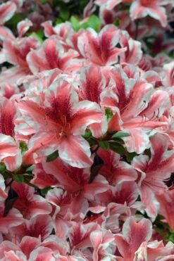 Ben Morrison Azalea - 3 Gallon Pot -Stylish Garden Plant Store azalea ben morrison 1