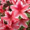 Ben Morrison Azalea - 3 Gallon Pot -Stylish Garden Plant Store azalea ben morrison 2