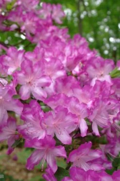 Fawn Azalea - 2 Gallon Pot 13 Fawn Azalea - 2 Gallon Pot -Stylish Garden Plant Store azalea fawn 6